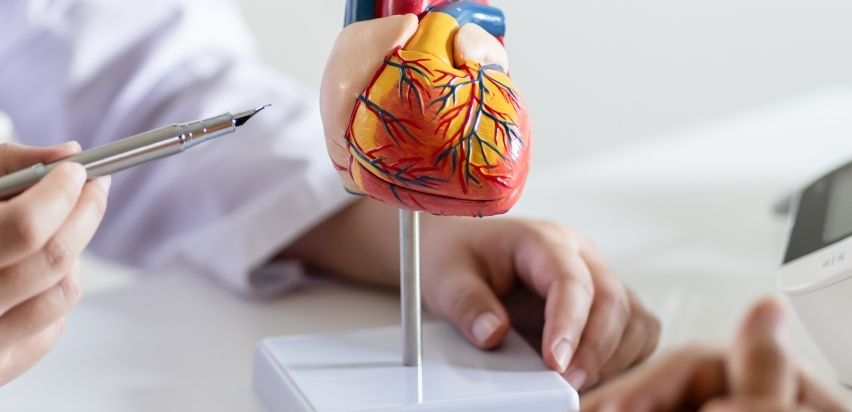 A plastic model of a heart is on a table. A doctor's hands are visible and he is pointing at the heart with a pen.