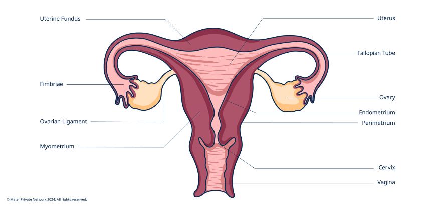 A diagram of the female reproductive system, including the following labels: uterine fundus, fimbriae, ovarian ligament, myometrium, uterus, fallopian tube, ovary, endometrium, perimetrium, cervix, and vagina.