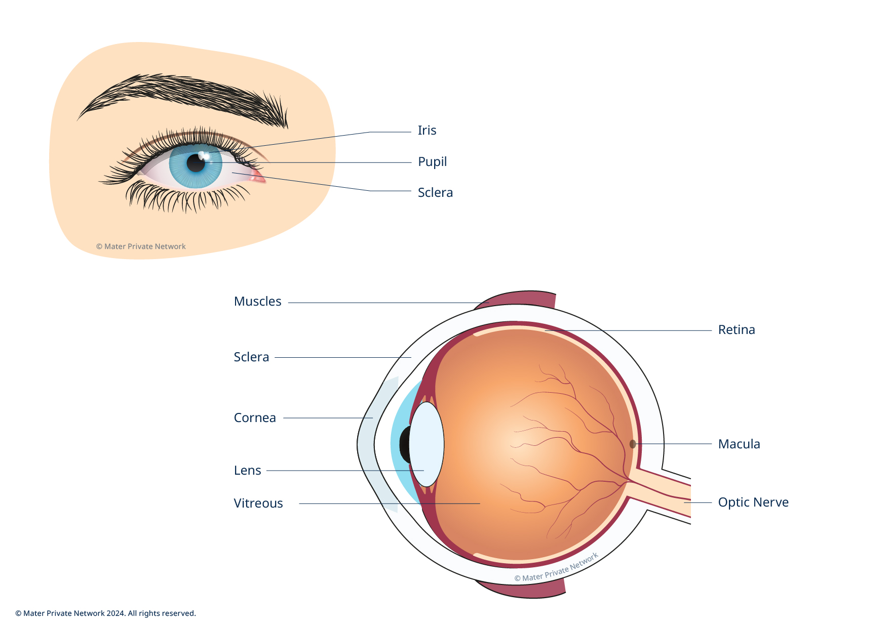 2145 Medical Image Eye V4