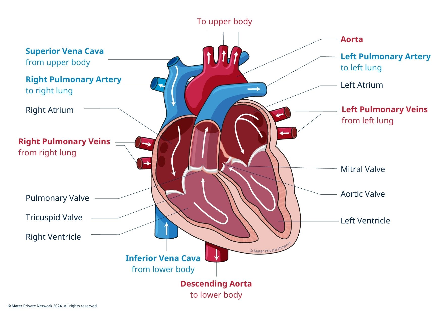 Image of the heart 1 Diagram of the inside of the heart