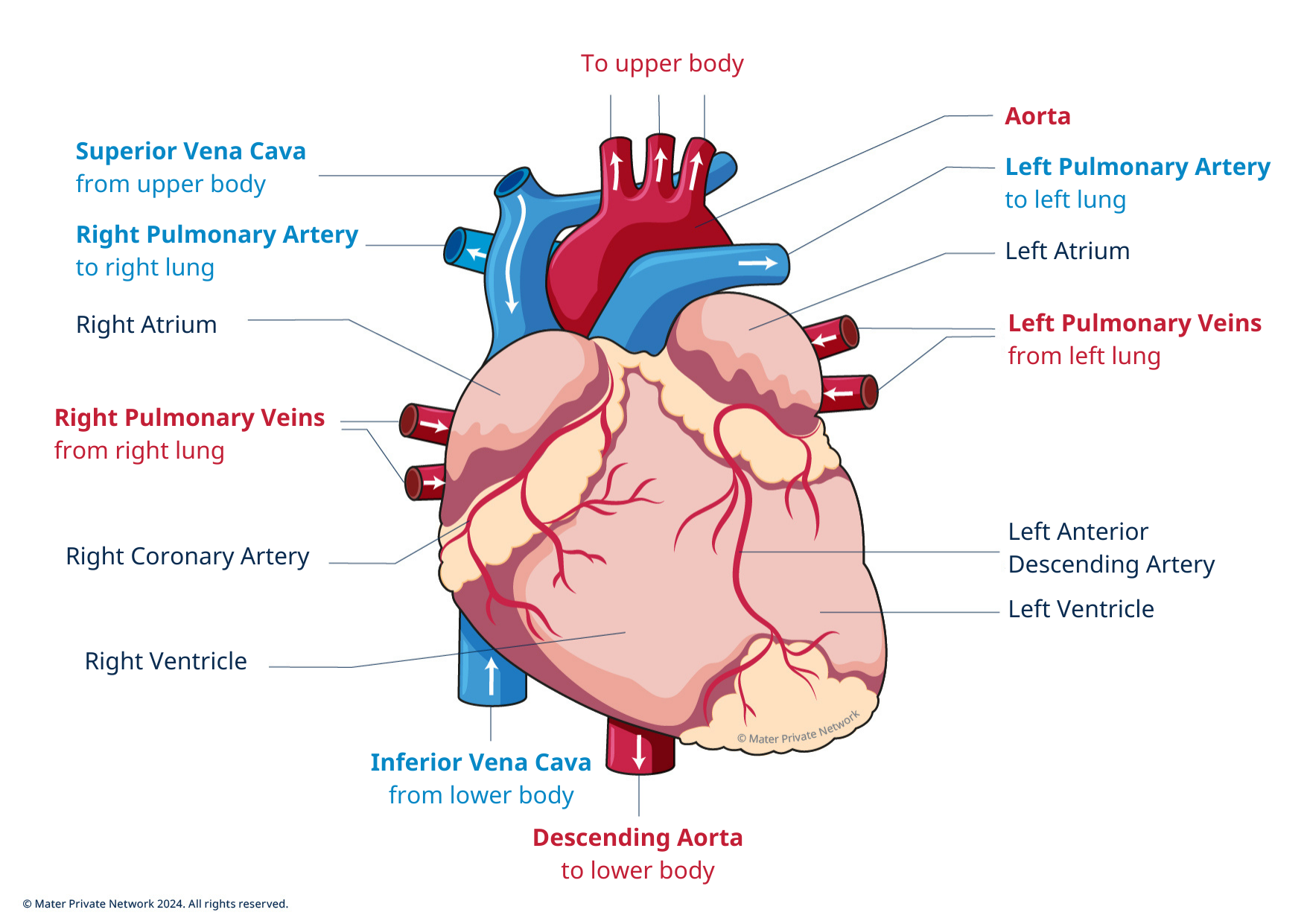 Image of the heart 2 Diagram of the outside of the heart