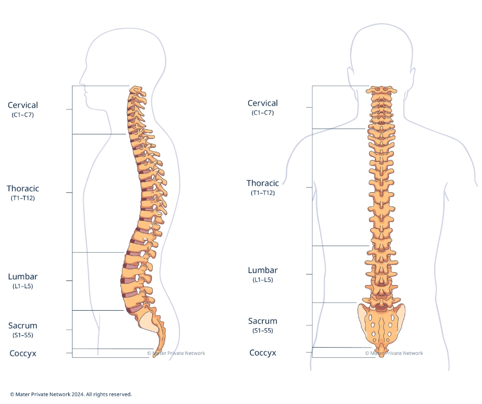 Spine